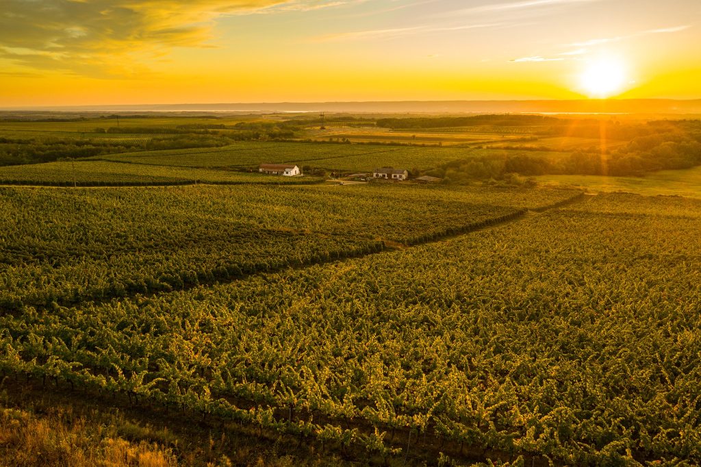 yes romanian makes wines 9 1 1024x682 1