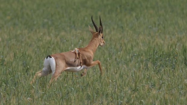 6 legged israeli gazelle photo credit amir balaban society for the protection of nature in israel 4