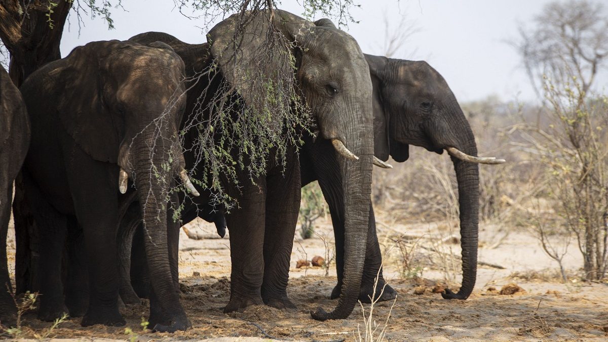 Botswana vrea să trimită 20.000 de elefanți în Germania: „Să se plimbe liber și să ne arate cum trăiesc cu ei fără să-i vâneze”