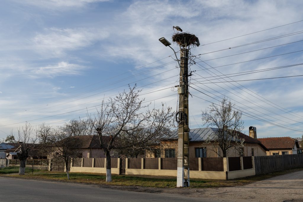 o barza isi curata cuibul pe un stalp din corabia