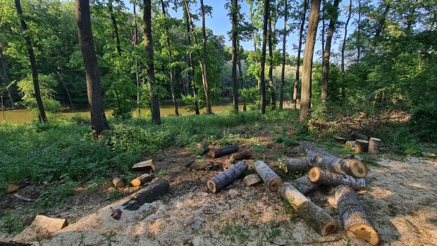 Centura Verde Bucureşti-Ilfov a fost înscrisă în noul cod silvic. Proiectul, blocat jumătate de an în comisia pentru agricultură