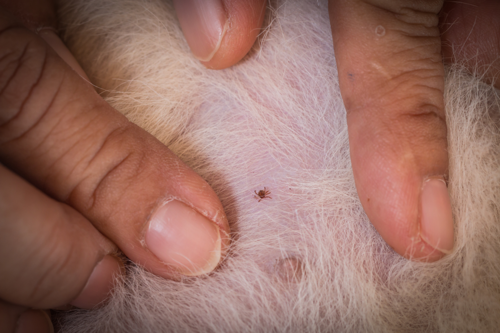 Cum scăpăm de ploșnițe 