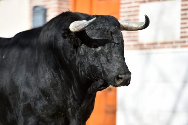 Bărbat din Neamț, rănit grav de un taur după ce l-a provocat precum un toreador