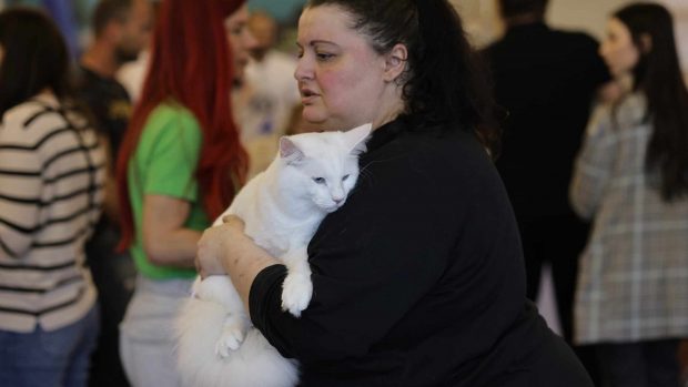 Nordri, câştigătorul cupei europene feline 2024, un superb motan alb din rasa Norvegian de Pădure, poate fi admirat la SofistiCAT, la Sala Palatului