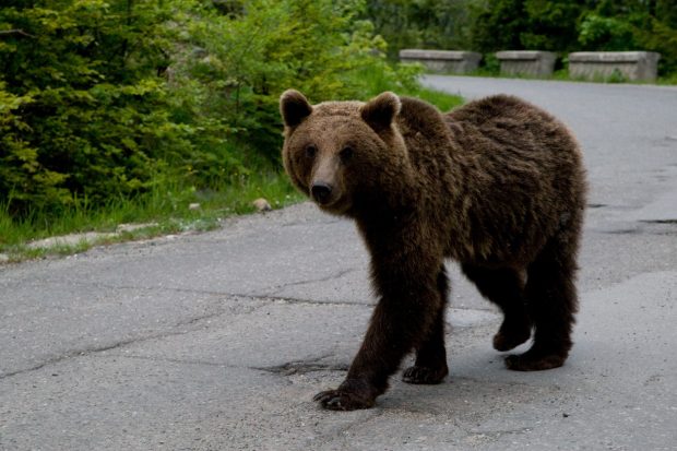 Copil atacat de urs după ce a încercat să îl hrănească din maşină, în zona barajului Vidraru