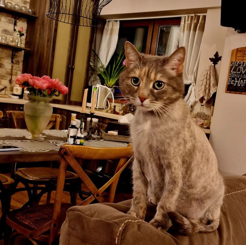 anca turcasiu casa 8