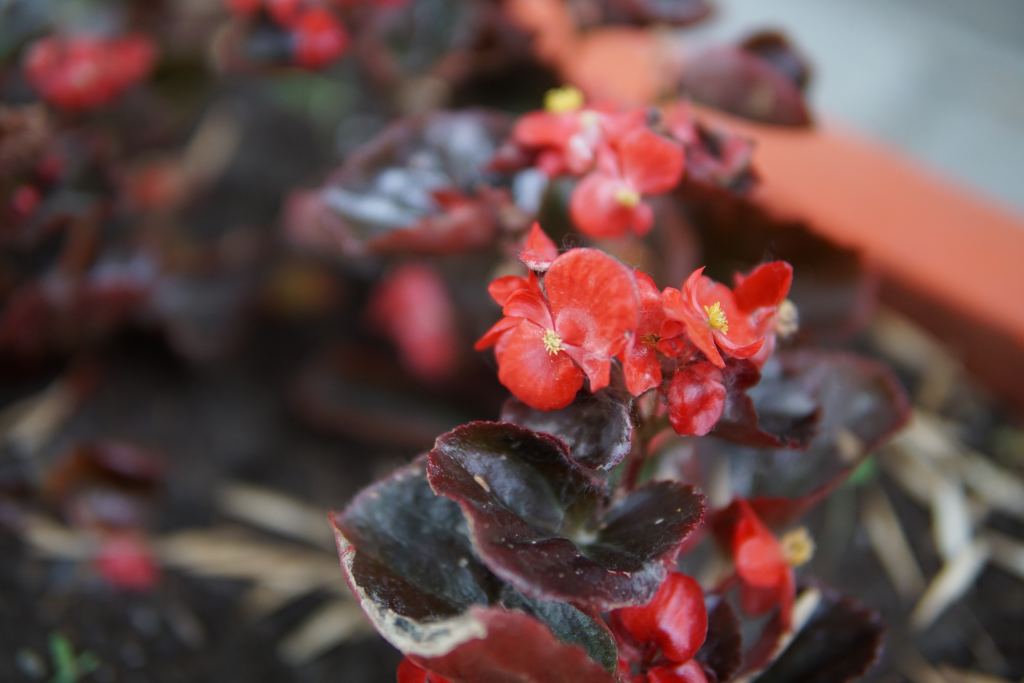 Plante de apartament potrivite pentru locuri întunecoase. Plante care nu au nevoie de lumină