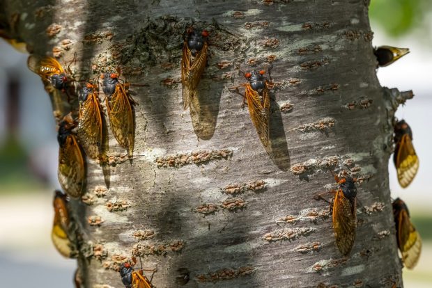 Ce sunt cicadele – curiozităţi despre cicade