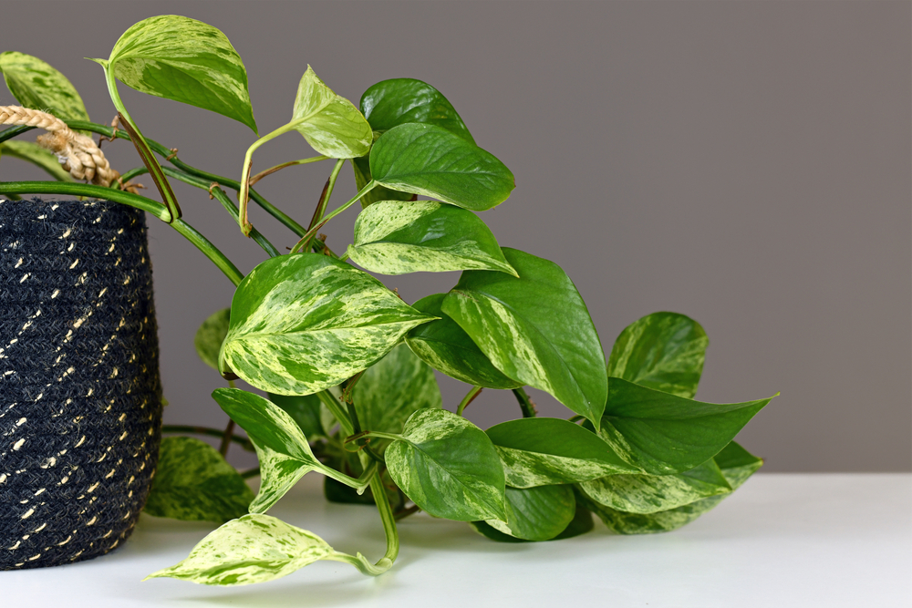 Plantele de apartament: Oferă viață și prosperitate casei tale 5 epipremnum aureum
