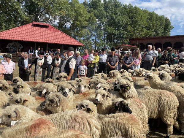 Transhumanța, o tradiție de sute de ani din Munții Sebeșului. Copiii au luat vacanța mai devreme cu o lună pentru a urca împreună cu familiile și animalele pe munte