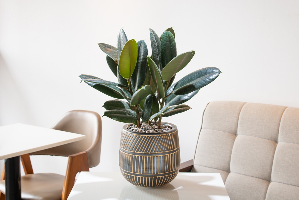Plantele de apartament: Oferă viață și prosperitate casei tale 6 ficus elastica