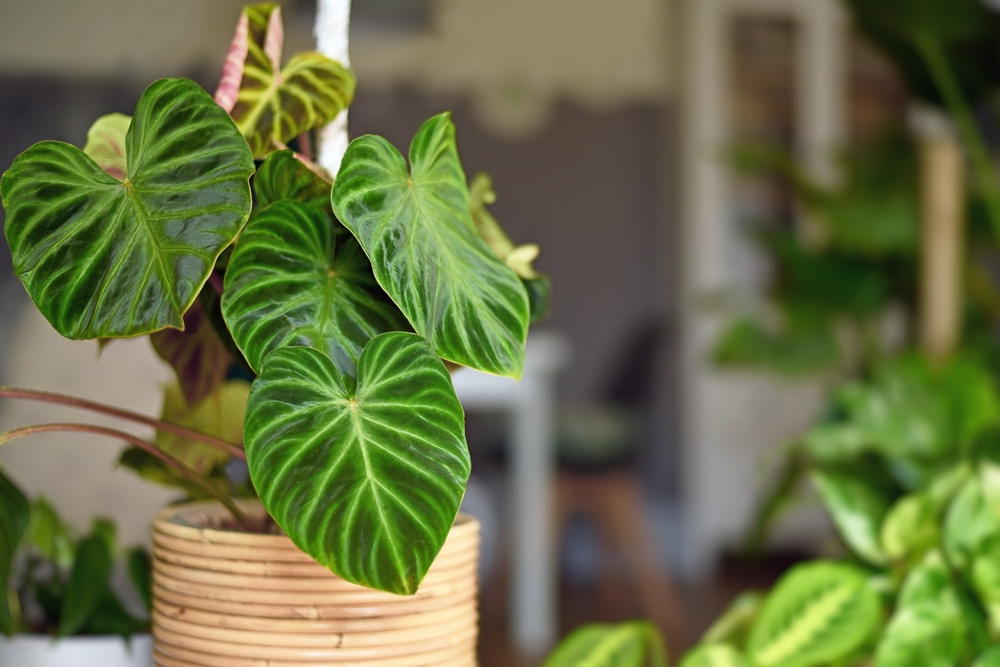 Plantele de apartament: Oferă viață și prosperitate casei tale 7 plante de ap nepretentioase