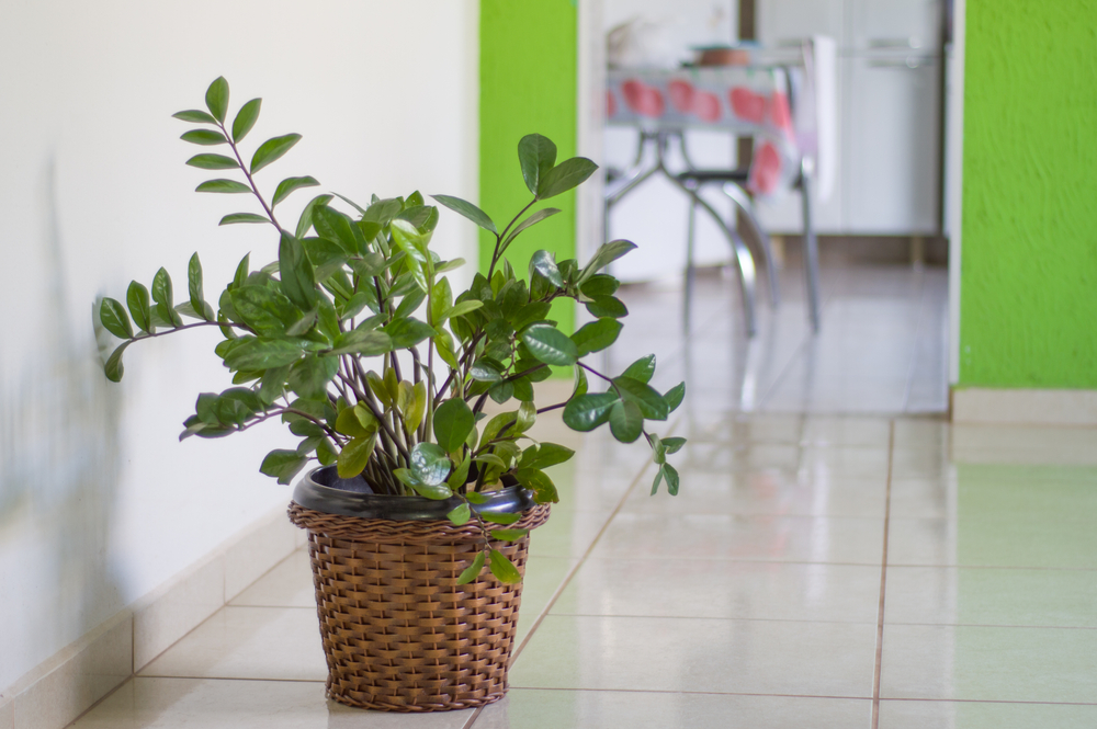 Plantele de apartament: Oferă viață și prosperitate casei tale 3 plante de apartament neprettensioase