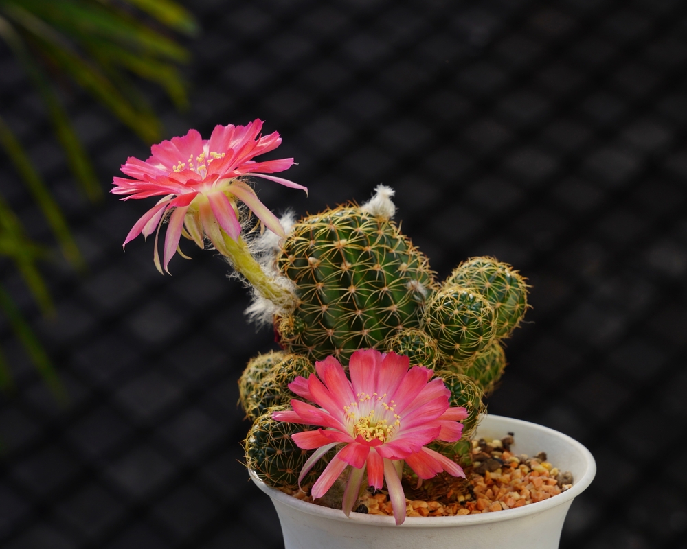Plantele de apartament: Oferă viață și prosperitate casei tale 1 plante de partament cactusi