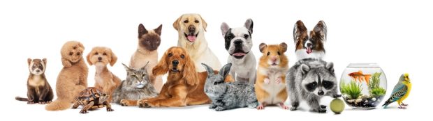 Tot ce trebuie să știi despre importanța animalului de companie în viața ta