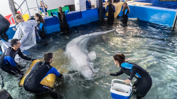 Plombir și Miranda, balene beluga salvate din Harkov prin Chișinău, au ajuns la acvariul din Valencia, cel mai mare din Europa
