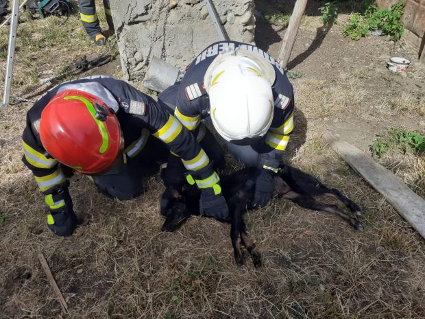 Un câine a fost salvat dintr-o fântână adâncă de 12 metri, în Argeș. A fost scos aproape mort