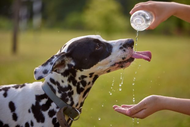 Cum ai grijă de animalul tău de companie pe caniculă