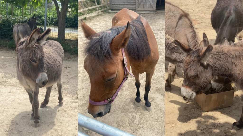 Adăpostul de Animale de la Cernavodă organizează ateliere interactive. Adăpostul de Animale de la Cernavodă organizează ateliere interactive.
