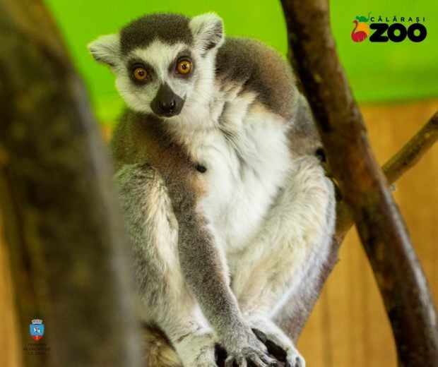 Lemurul King Julien, furat de la Zoo Călărași. Animalul a fost găsit cu picioarele legate, într-o clădire abandaonată. Cine e suspectul în reținut de polițiști