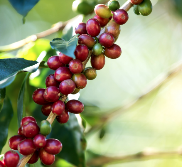 Ce este cafeaua Single Origin?