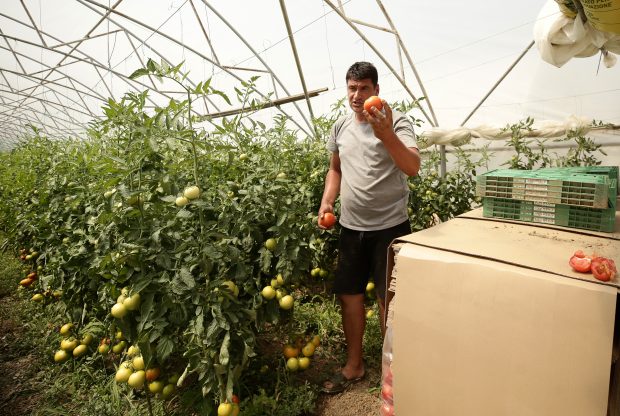 REPORTAJ. Bătălia pentru roșia românească se dă în vămi. Apelul unui fermier din Olt: „Opriți importurile! Producem destule tomate să dăm și la alții!”