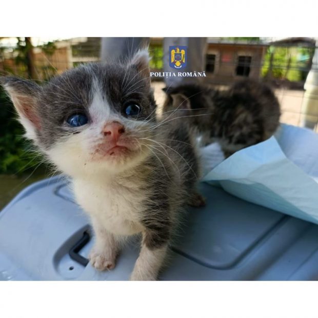 Amenda uriașă primită de un bărbat din Mehedinți pentru că a abandonat cinci pui de pisică lângă un container de gunoi