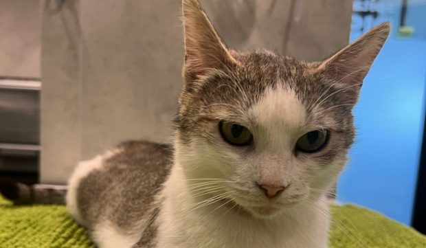 „A iubit-o o țară întreagă și la final nu a mai vrut-o nimeni”. Miți, pisicuța care a mers singură la spital pentru a naște, își caută stăpân | VIDEO