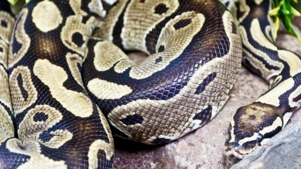 O femeie din Indonezia a fost mâncată de un piton reticulat și a fost găsită după o zi, întreagă, în stomacul șarpelui