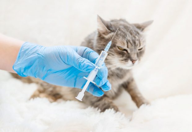 Pisica adusă la veterinar „a smuls” seringa din mâinile doctorului și i-a înțepat ajutorul, în Germania. Asistentul a ajuns la spital