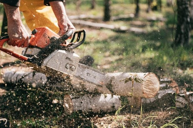 Întrebuințările versatile ale unei drujbe: de la tăiat lemne la sculptură