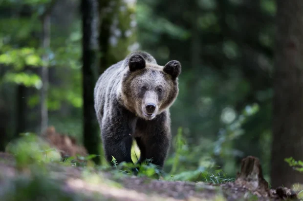 Ursul care a atacat o adolescentă gravidă și un bărbat, în județul Brașov, căutat pentru a fi împușcat