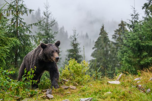 Filmul tragediei de pe Jepii Mici. Fata ucisă de urs a sunat la 112 să ceară ajutor, prietenul ei a văzut apoi cum e târâtă în pădure. „Am făcut tot ce mi-a stat în putință”