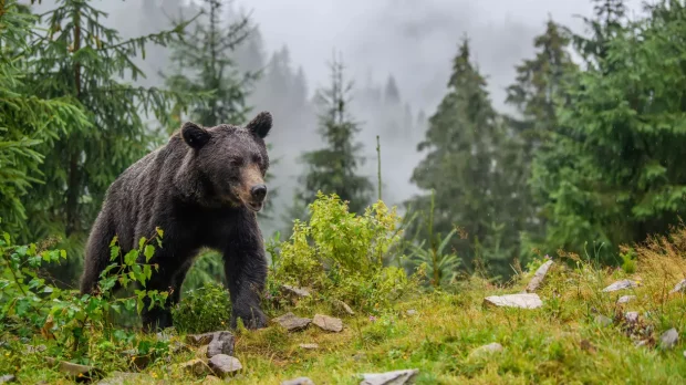 Cioban atacat de urs la o stână din Rucăr. Animalul, cunoscut ca „foarte agresiv”, anunță Salvamont Argeș