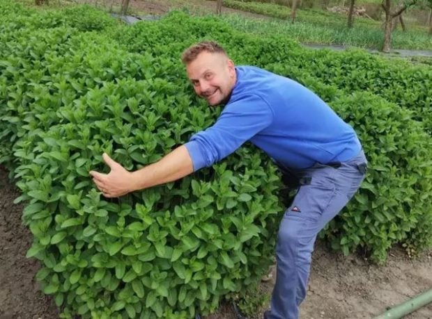 Povestea de succes a lui „Alex cu menta”, un tânăr întors din străinătate să cultive plante aromatice: „În patru luni se fac bani cât pentru tot anul”