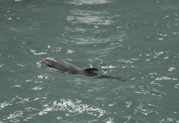 A murit Baby, primul pui de delfin care s-a născut în captivitate în România. Ce au descoperit specialiștii