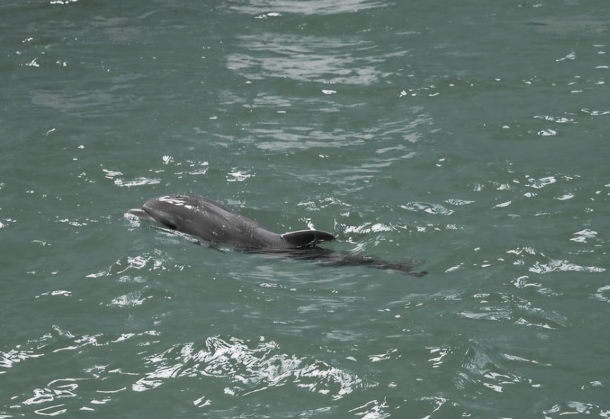 A Murit Baby, Primul Pui De Delfin Care S-a Născut în Captivitate în România. Ce Au Descoperit Specialiștii