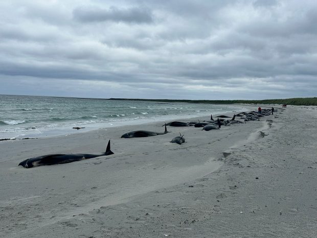 Zeci de balene-pilot au murit în Scoţia după ce au eşuat în masă. 77 de animale au fost găsite pe plajă