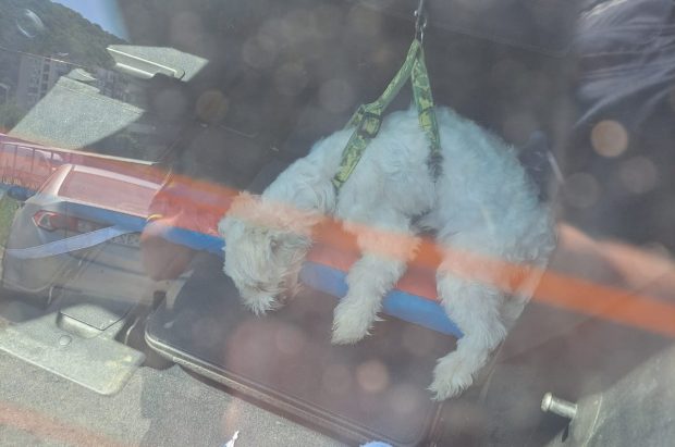 Căţel lăsat de stăpână în maşină, în plină caniculă, salvat de polițiști, la Reșița. O femeie a sunat la 112