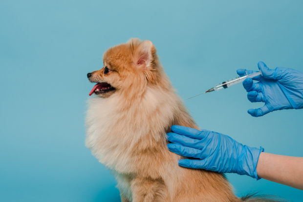 Ce vaccinuri se fac la câini mici – vaccinarea canină explicată