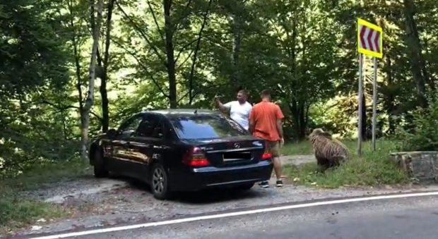Doi bărbați, atacați de urs pe Transfăgărășan, după ce l-au hrănit și s-au fotografiat cu el. Animalul s-a speriat de claxoane și a fugit.  VIDEO