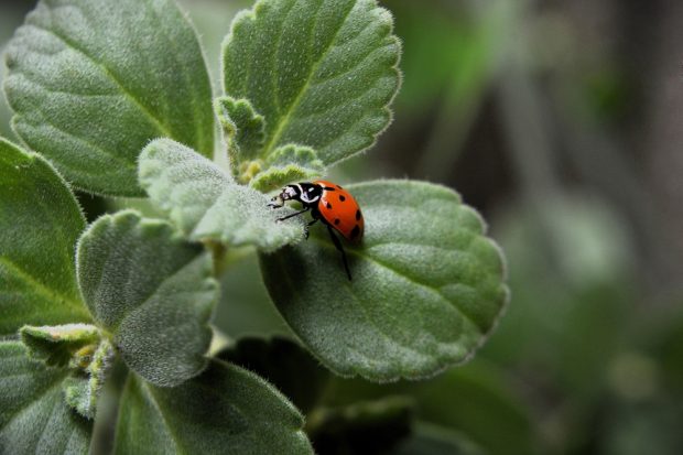 Curiozităţi despre buburuze – de ce sunt nişte insecte utile