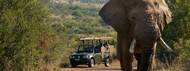 Un turist spaniol a murit călcat în picioare de elefanți, într-o rezervație din Africa de Sud, după ce a coborât pentru „poza perfectă”