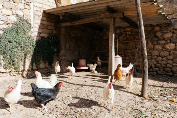 Ce este gripa aviară şi cum se poate răspândi la oameni