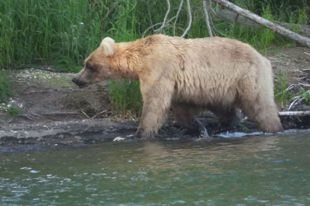 Alertă la grădina zoologică din Târgu Mureș după ce un urs aflat în libertate a intrat în incintă și a prins o căprioară
