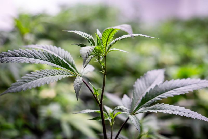 Copila de trei ani a consumat marijuana și a fost dusă la spitalul din Constanța. Mama a declarat că micuța a mâncat bomboane. Copila de trei ani a consumat marijuana și a fost dusă la spitalul din Constanța. Mama a declarat că micuța a mâncat bomboane.