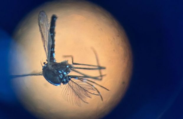 Primul caz de infectare cu virusul West Nile a fost confirmat în România, în acest sezon, la un bărbat din București