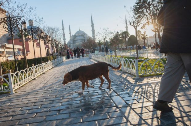 Parlamentul Turciei a decis eutanasierea câinilor vagabonzi, în ciuda protestelor