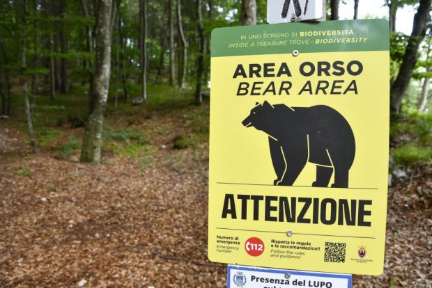 O ursoaică „periculoasă” a fost ucisă în nordul Italiei, stârnind furia ecologiștilor și nemulțumirea ministrului mediului
