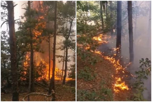 Incendiu în Mehedinți, la o pădure de pin valoroasă. MApN a trimis două aeronave Spartan în sprijinul pompierilor